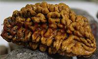 40.5mm One Mukhi